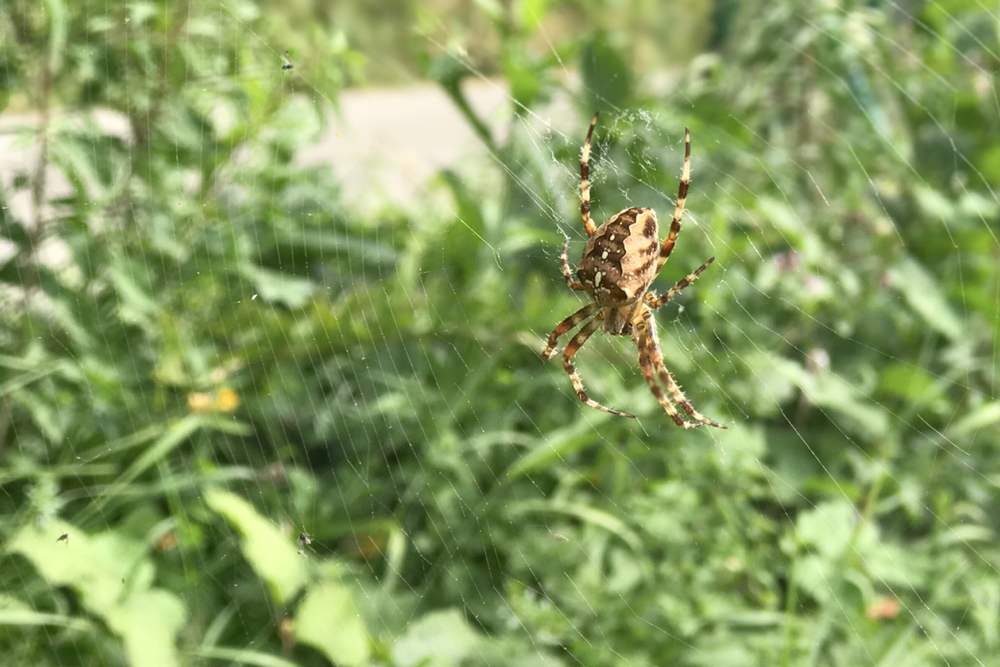 20170915_elspeedo-paragliding-kurz-21-beskydy-stranik-00015