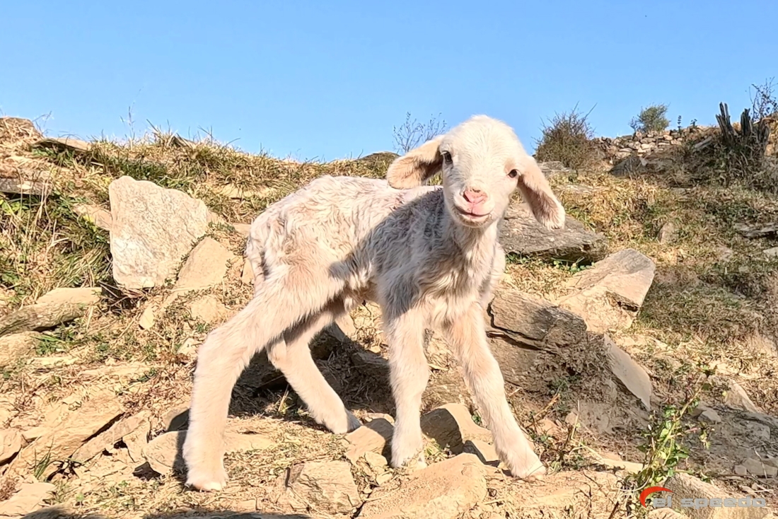 20241106_elspeedo_bir-billing-vol-bivouac-360_00030