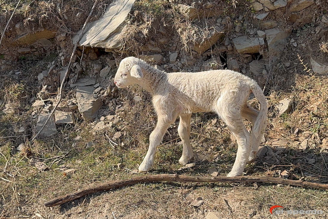 20241106_elspeedo_bir-billing-vol-bivouac-360_00074