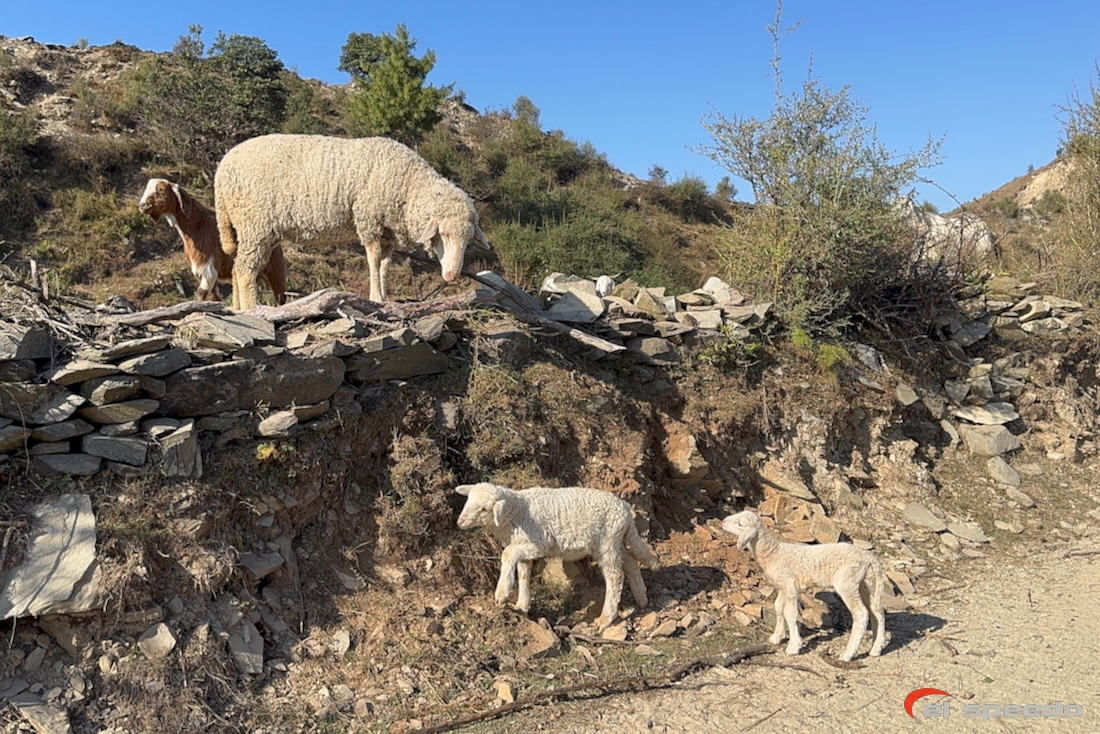 20241106_elspeedo_bir-billing-vol-bivouac-360_00075