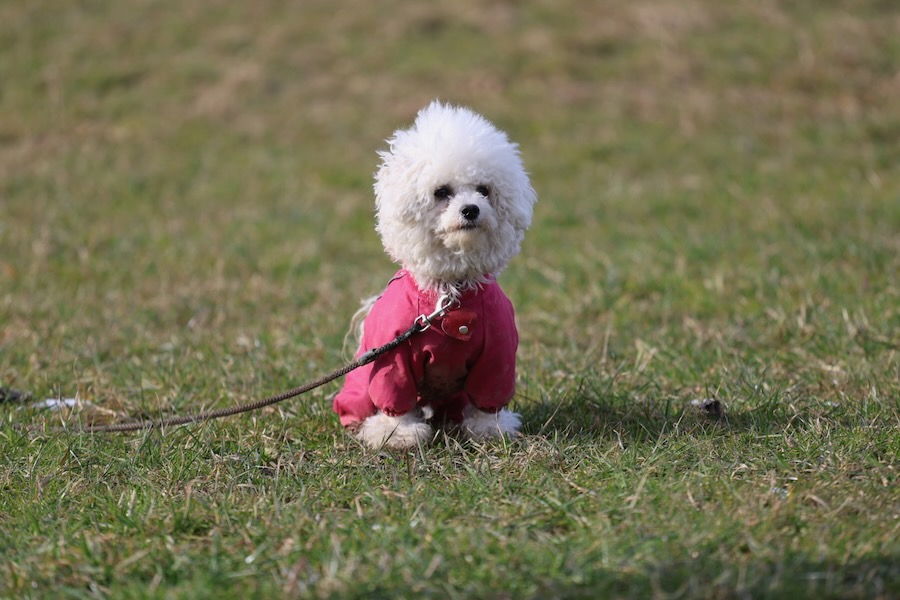 parasem_1_2025-44-z-99