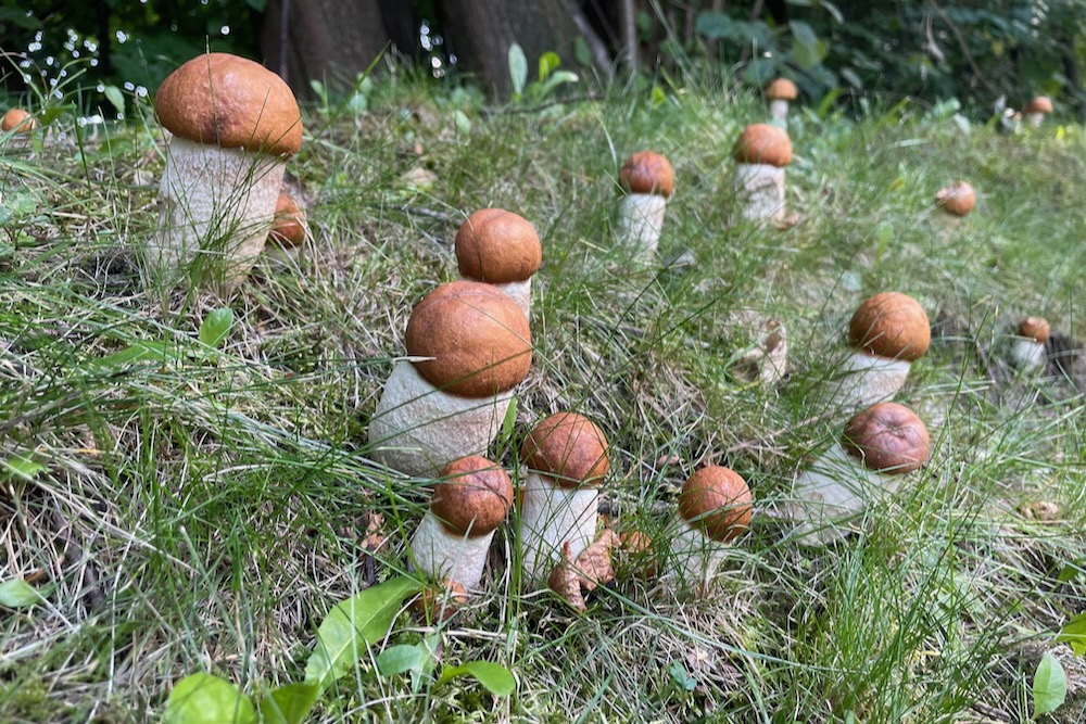 kemp-flight-park-14-z-31