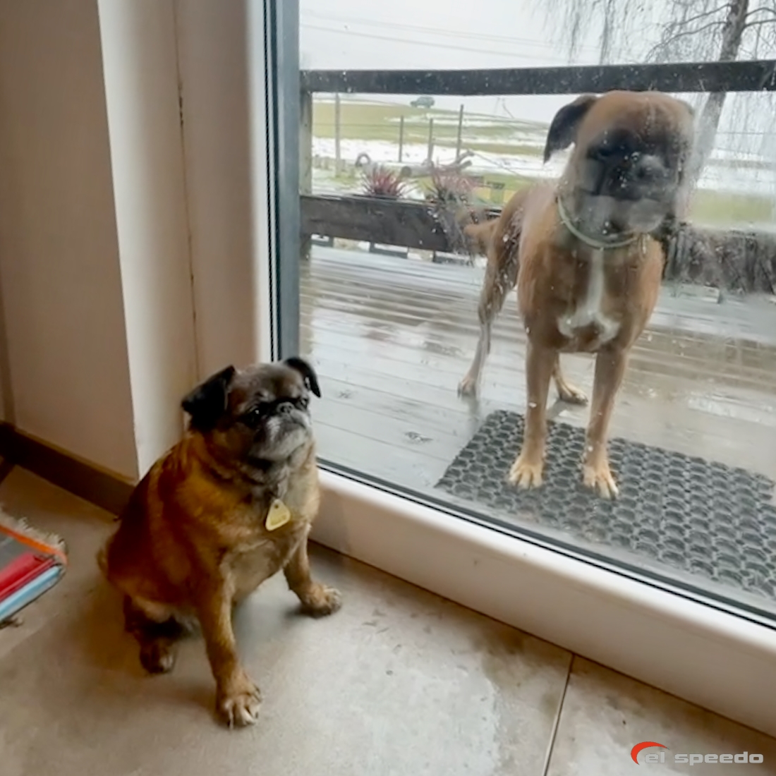 20260208_elspeedo_paragliding_parasem_i_00020